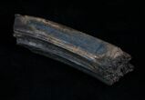 Pleistocene Aged Fossil Horse Tooth - Florida #6092-1